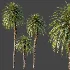 AV Plant Cycas Revoluta Palmfarn Palm Tree 01 - Thumbnail 7