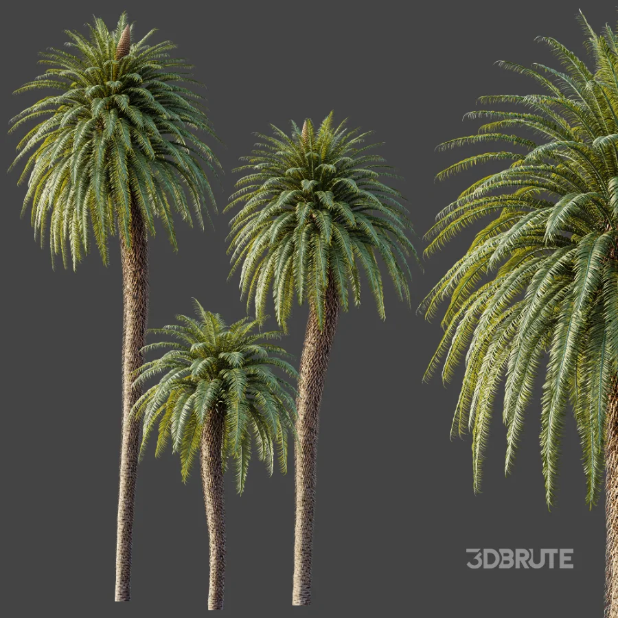 AV Plant Cycas Revoluta Palmfarn Palm Tree 01 Image 7