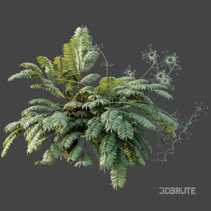 AV Plant Angiopteris Fokiensis Fern 6 Palm Bush 01 Image 7