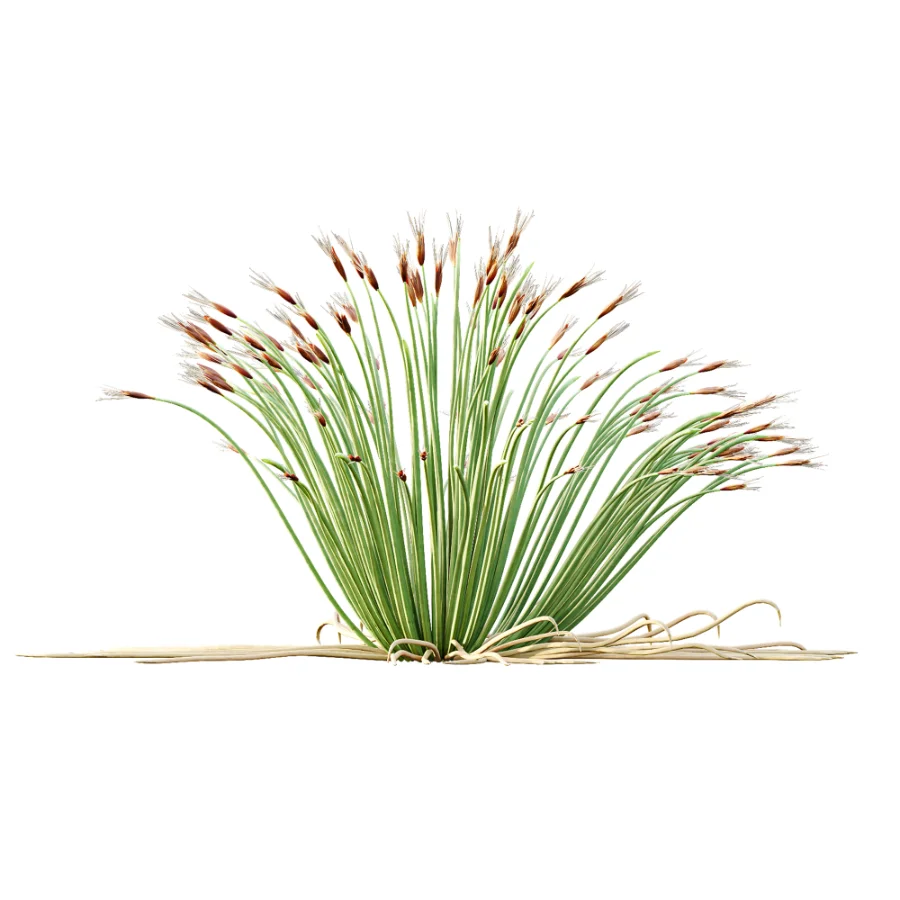 AV Plant Trichophorum Cespitosum Tufted Bulrush Rasenbinse Deer Grass Image 3