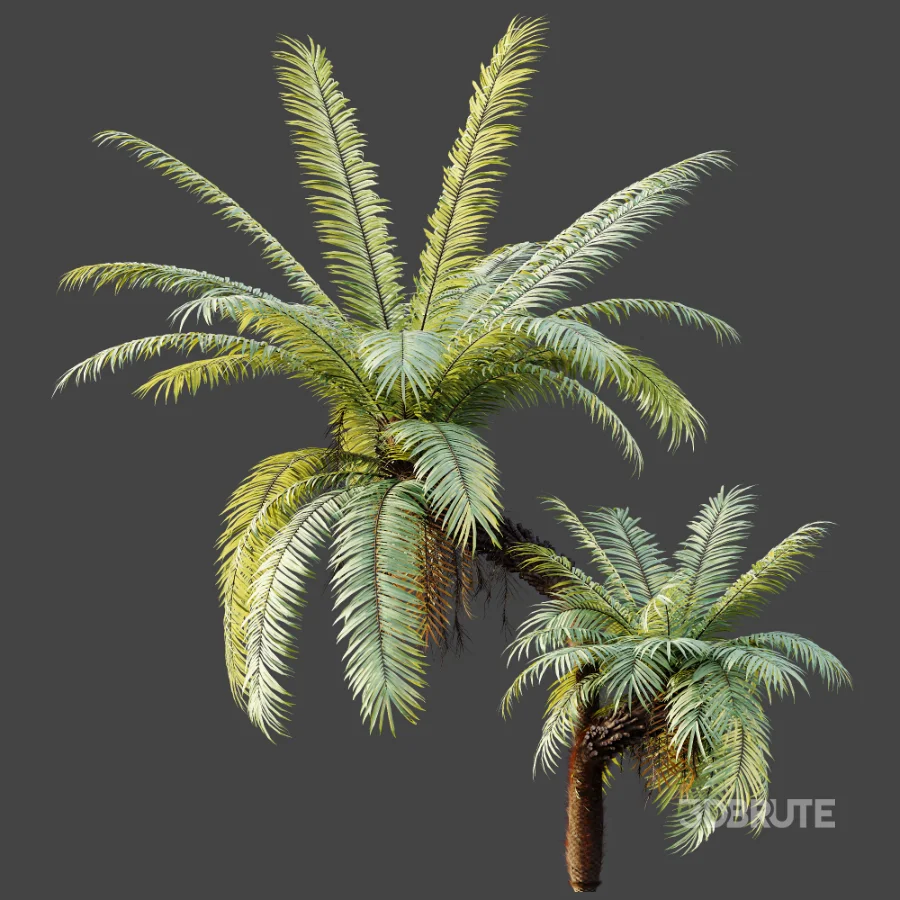 AV Plant Brainea Insignis Fern Palm Tree 02 Image 3