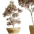 AV Indoor Plants Set 526 Aspidistra Elatior Olive Ficus Palm - Thumbnail 7