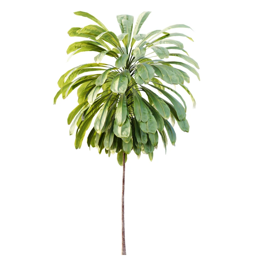 AV Plant Cordyline Petiolaris 6 Palm Tree 01 Image 3