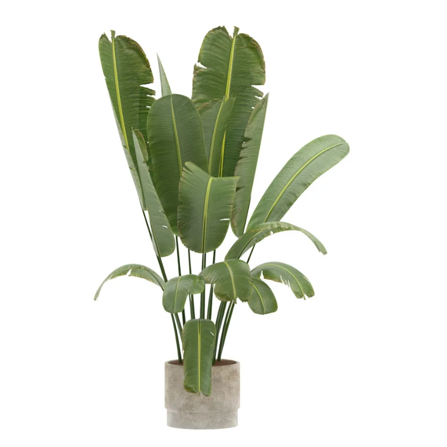 Strelitzia Nicolai- Bird of Paradise-set-024 Image 4