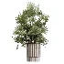 AV Indoor Plants Set 609 Ficus Cyathistipula Olive Palm Bird Of Paradise - Thumbnail 2