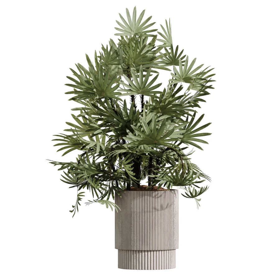 AV Indoor Plants Set 609 Ficus Cyathistipula Olive Palm Bird Of Paradise Image 2