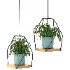 Hanging Plant 06 - Thumbnail 1