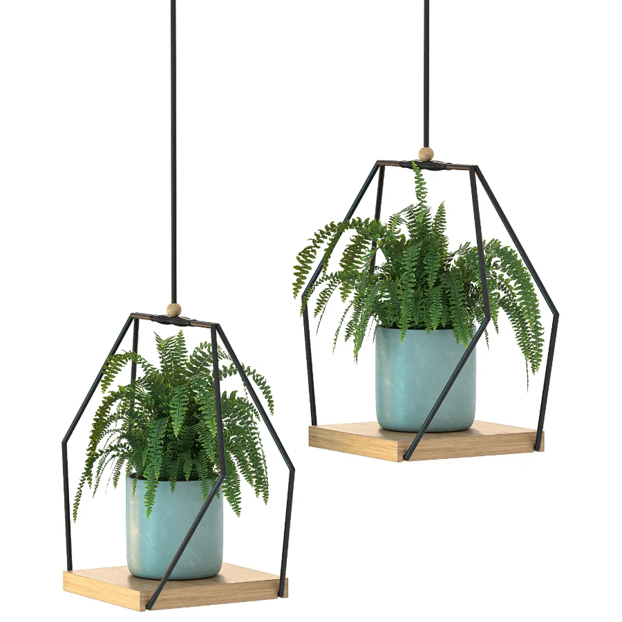 Hanging Plant 06 Image 1