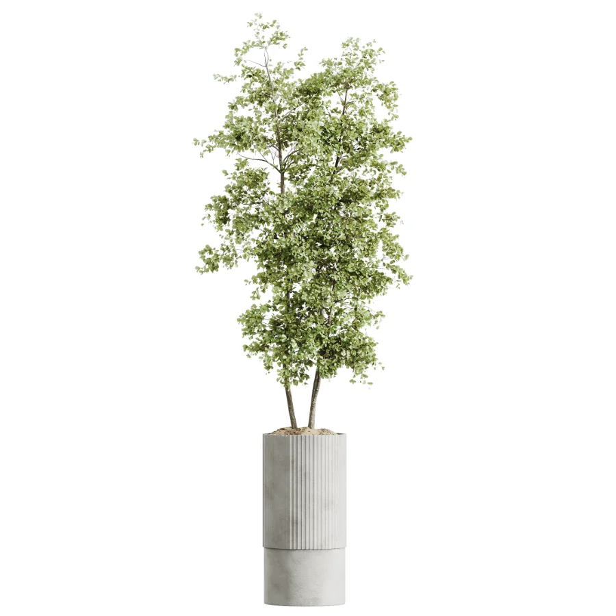 AV Indoor Plants Set 618 Chemlali Olive Areca Palm Eucalyptus Bouquet Bird Of Paradise Image 3