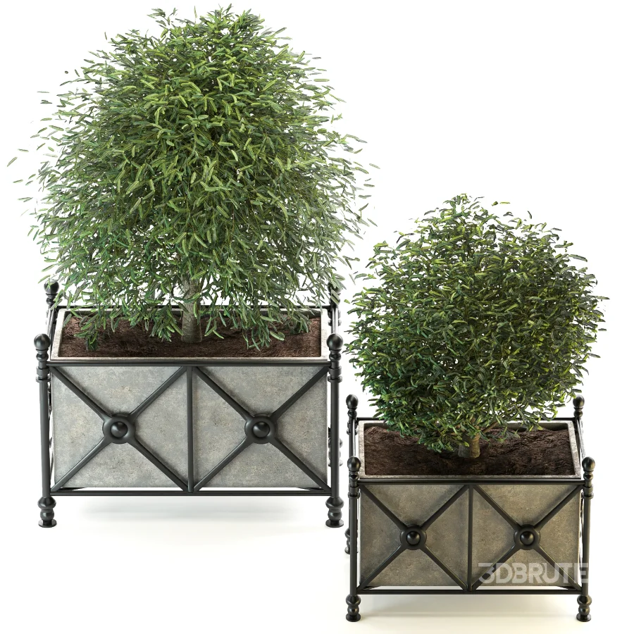 Outdoor Plant 03 – Decorative Planter Trees Image 5