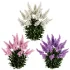 Astilbe Garden Plant Collection - Thumbnail 5