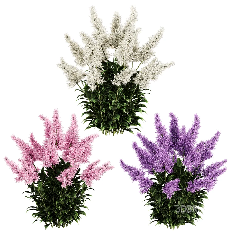 Astilbe Garden Plant Collection Image 5