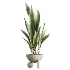 AV Indoor Plants Set 526 Aspidistra Elatior Olive Ficus Palm - Thumbnail 5
