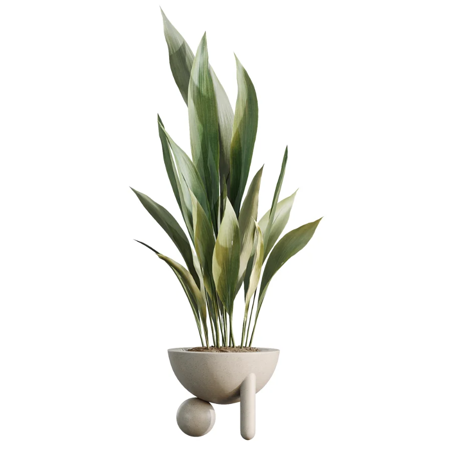 AV Indoor Plants Set 526 Aspidistra Elatior Olive Ficus Palm Image 5