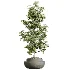 AV Indoor Plants Set 606 Bird Of Paradise Yucca Olive Schefflera Arboricola - Thumbnail 2