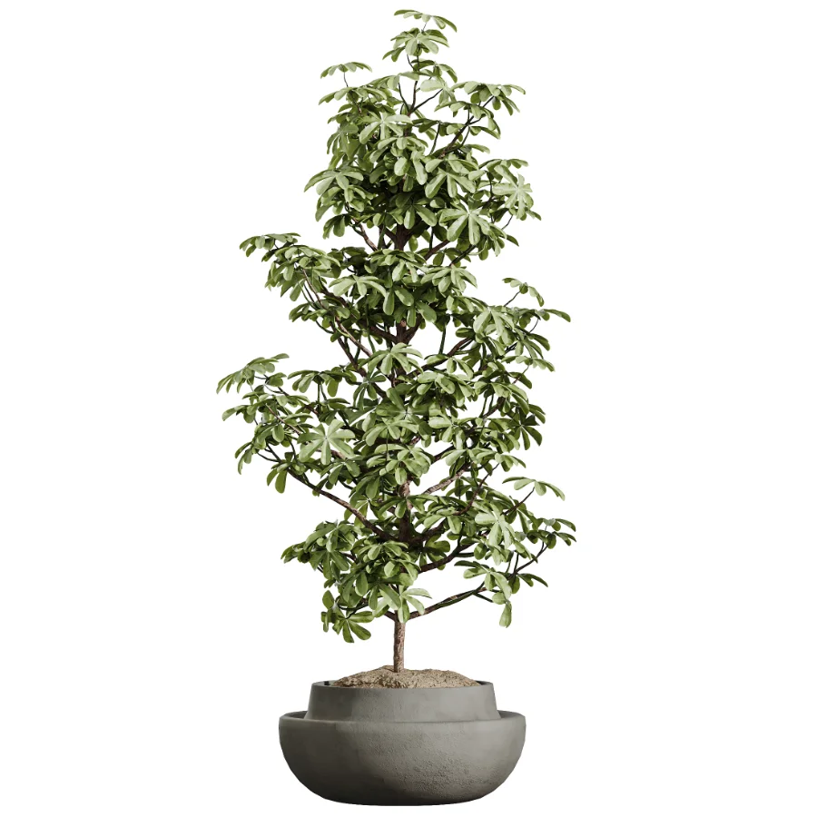 AV Indoor Plants Set 606 Bird Of Paradise Yucca Olive Schefflera Arboricola Image 2
