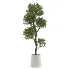 Ornamental Olive Tree-Twisted Trunk - Thumbnail 1