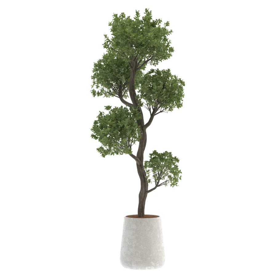 Ornamental Olive Tree-Twisted Trunk Image 1