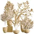 AV Indoor Plants Set 612 Ficus Aspidistra Palm Orange Calamondin Tree - Thumbnail 6
