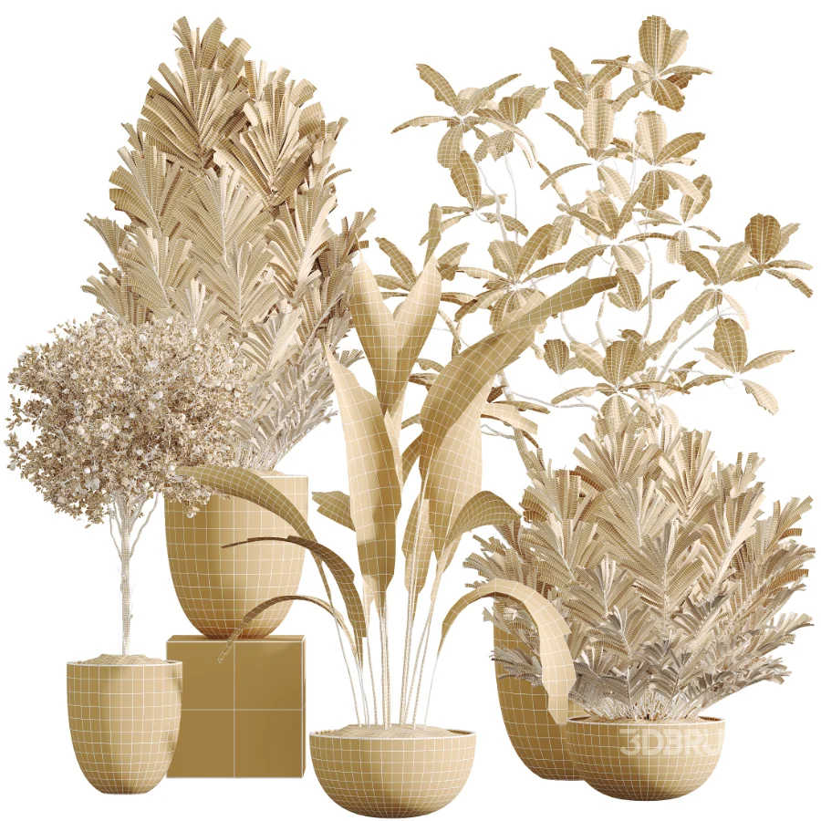 AV Indoor Plants Set 612 Ficus Aspidistra Palm Orange Calamondin Tree Image 6