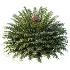 AV Plant Cycas Revoluta Palmfarn Palm Bush 02 - Thumbnail 2