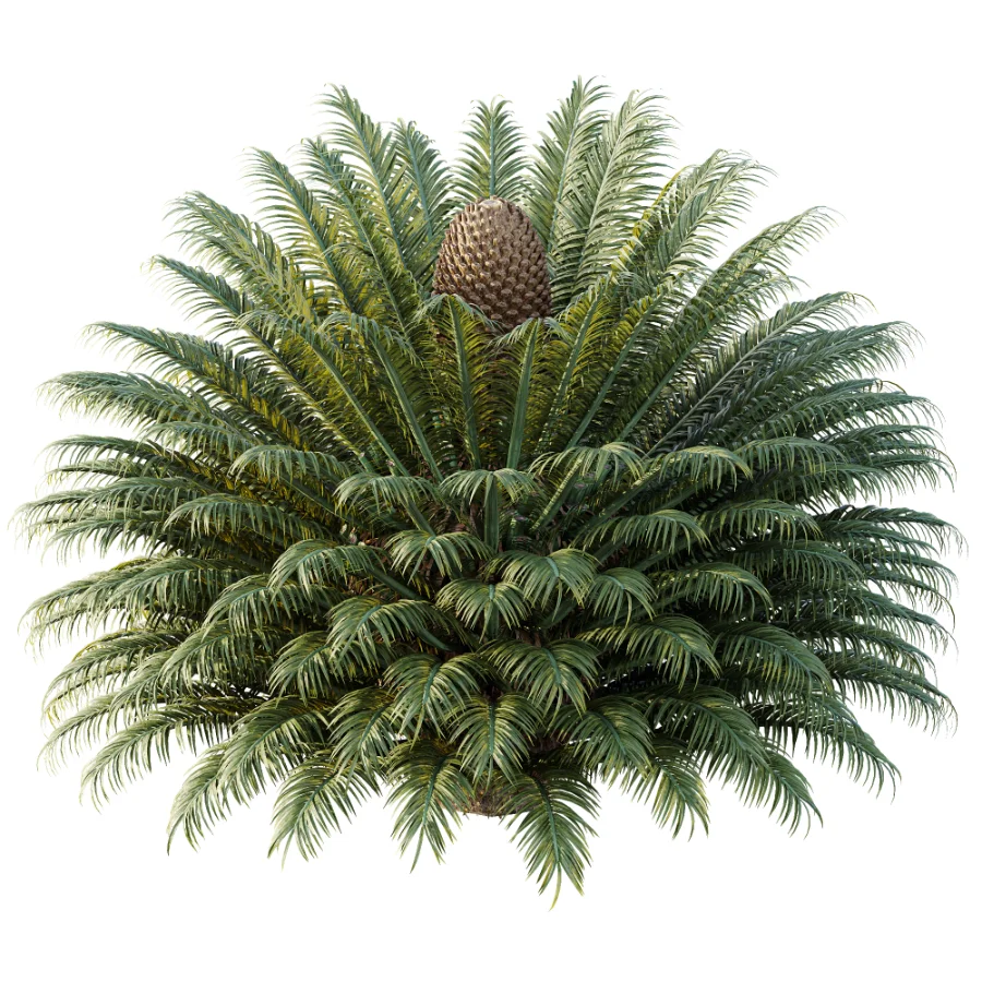 AV Plant Cycas Revoluta Palmfarn Palm Bush 02 Image 2