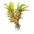 AV Plant Drynaria Roosii Palm Bush 02 - Thumbnail 2