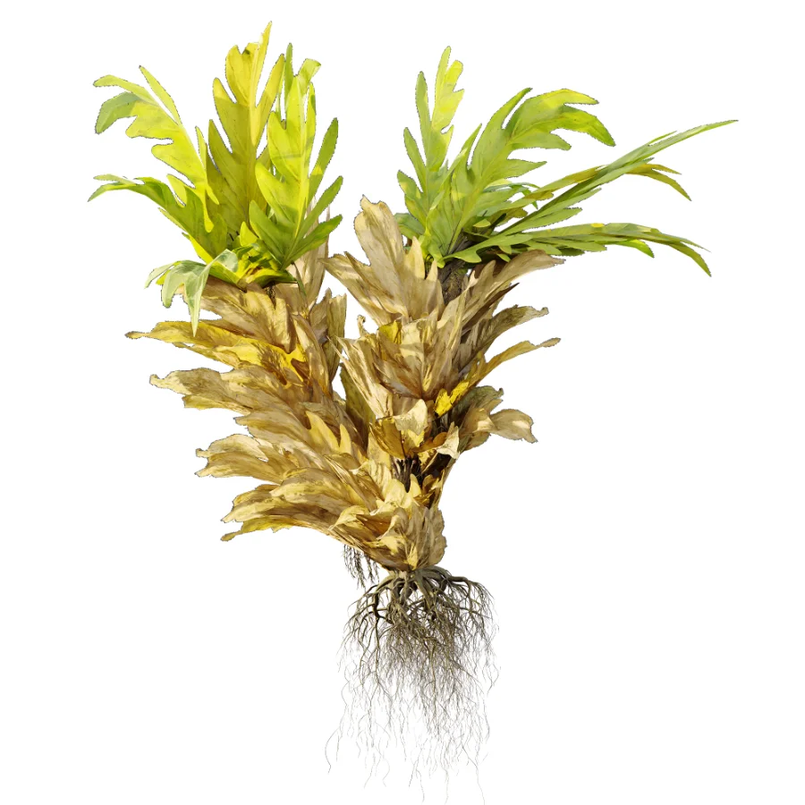 AV Plant Drynaria Roosii Palm Bush 02 Image 2