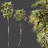 AV Plant Saribus Rotundifolius Palm Tree 01 - Thumbnail 5