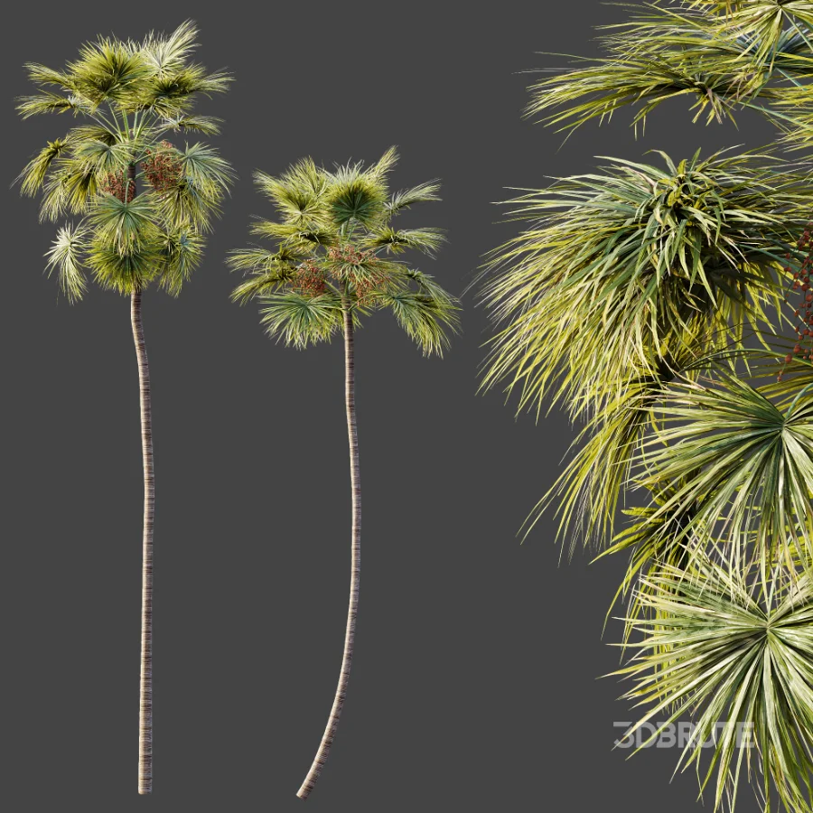 AV Plant Saribus Rotundifolius Palm Tree 01 Image 5