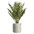 AV Indoor Plants Set 604 Banana Cyara Areca Palm Ficus microcarpa Olive - Thumbnail 5