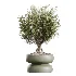 AV Indoor Plants Set 621 Olive Calathea Lutea Lemon Lime Cane African Fig - Thumbnail 5