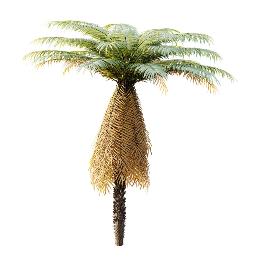 AV Plant Brainea Insignis Fern 6 Palm Tree 01 Image 5