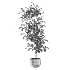 Ficus Benjamina Indoor Plant-set-023 - Thumbnail 1