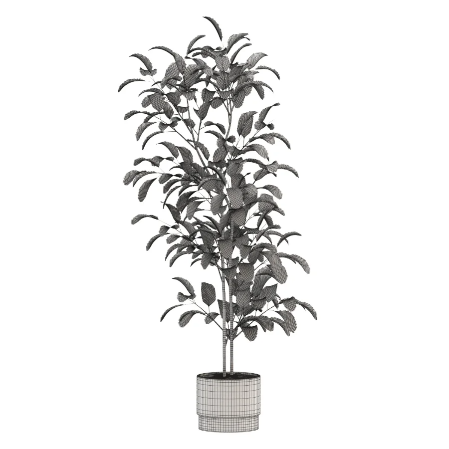 Ficus Benjamina Indoor Plant-set-023 Image 1