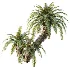 AV Plant Cycas Revoluta Palmfarn Palm Bush 01 - Thumbnail 2