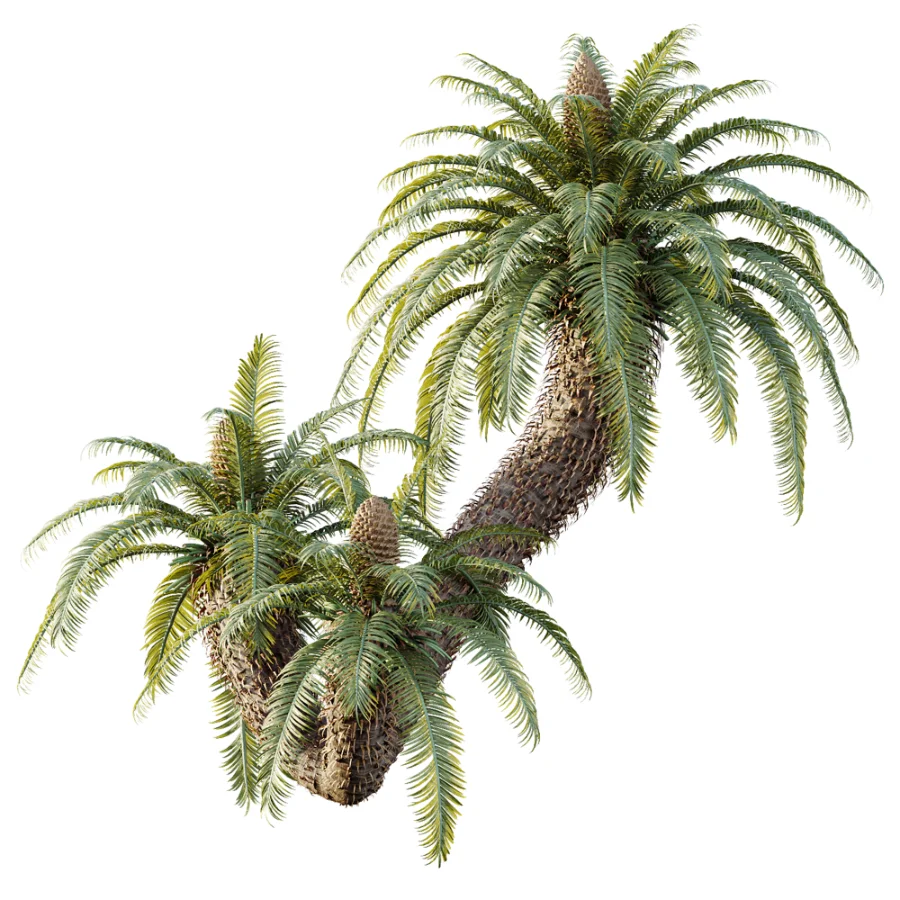 AV Plant Cycas Revoluta Palmfarn Palm Bush 01 Image 2