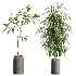 AV Indoor Plants Set 605 Ficus Binnendijkii Ficus Marginata Olive - Thumbnail 7