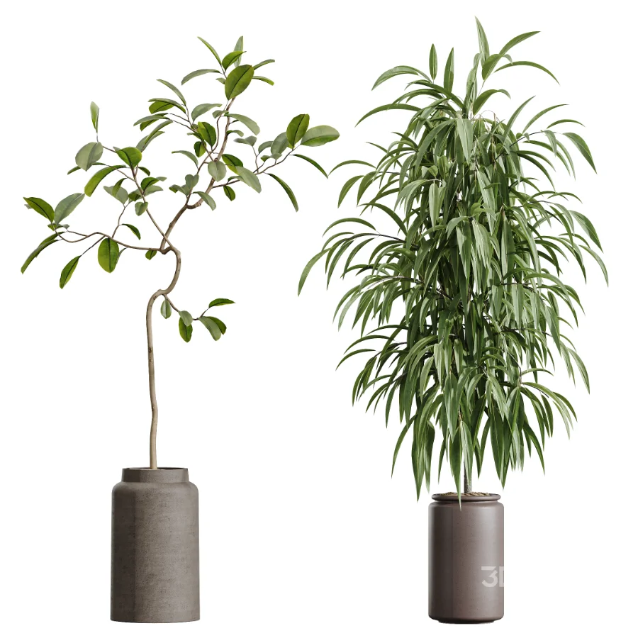 AV Indoor Plants Set 605 Ficus Binnendijkii Ficus Marginata Olive Image 7