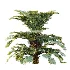 AV Plant Angiopteris Fokiensis Fern 6 Palm Bush 01 - Thumbnail 4