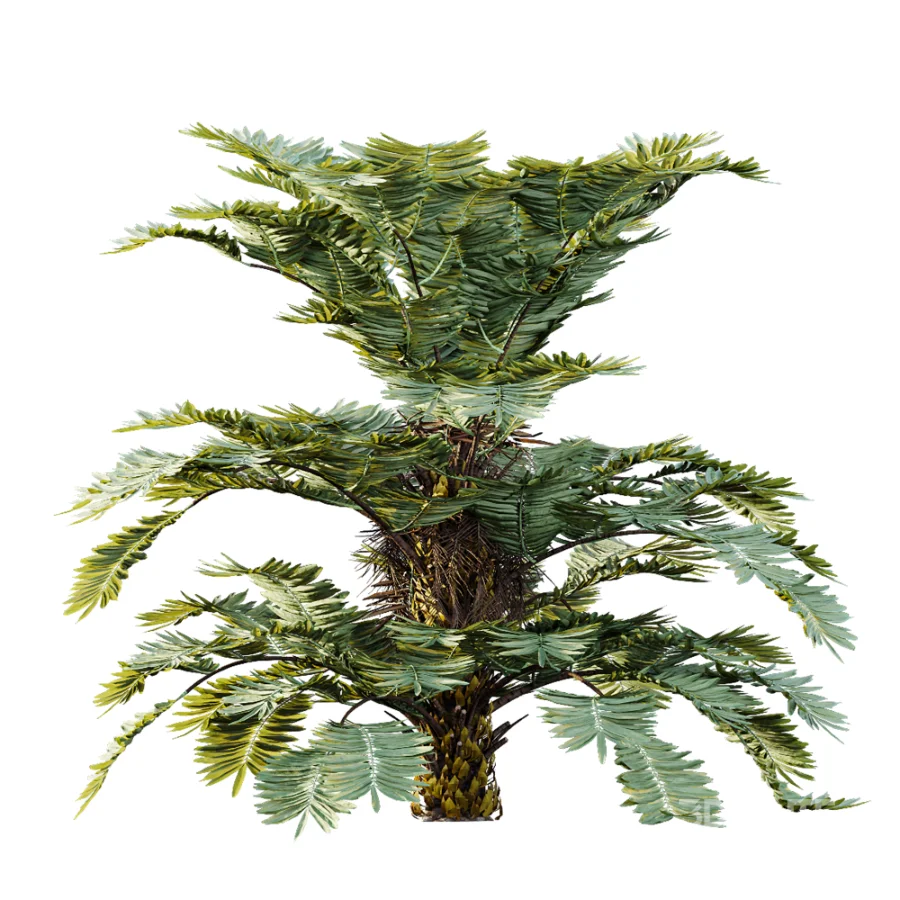 AV Plant Angiopteris Fokiensis Fern 6 Palm Bush 01 Image 4