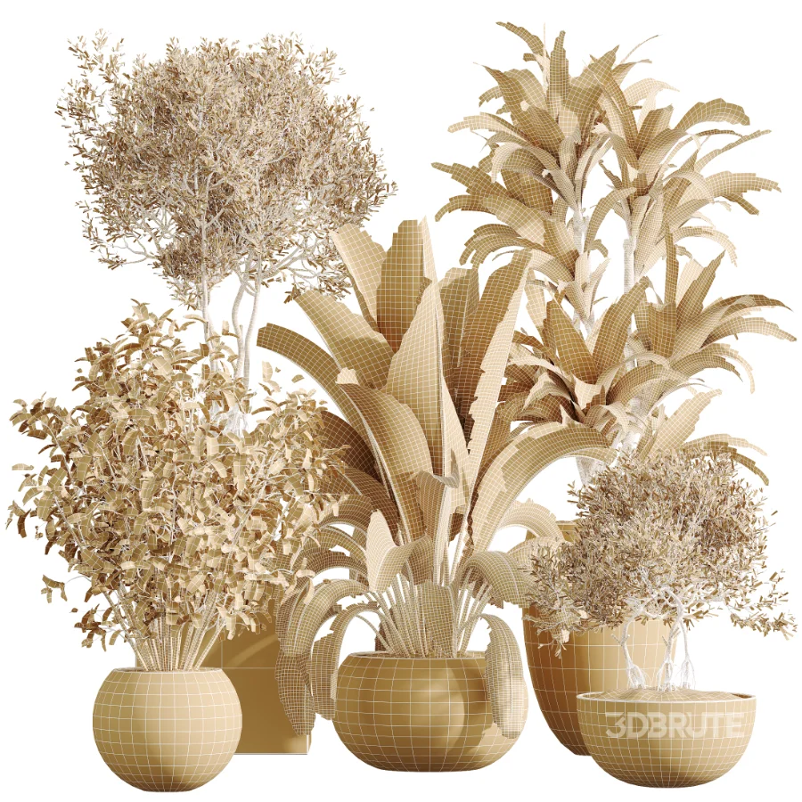 AV Indoor Plants Set 613 Olive Eucalyptus and Chemlali Olive and Ravenala Banana and Lemon Lime Cane Image 8