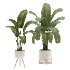 Plant-Collection-Set-Strelitzia-Nicolai-Bird-of-Paradise-Indoor-Plant - Thumbnail 3
