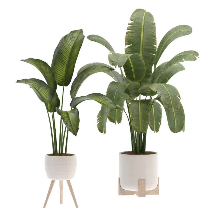 Plant-Collection-Set-Strelitzia-Nicolai-Bird-of-Paradise-Indoor-Plant Image 3