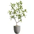 AV Indoor Plants Set 612 Ficus Aspidistra Palm Orange Calamondin Tree - Thumbnail 2