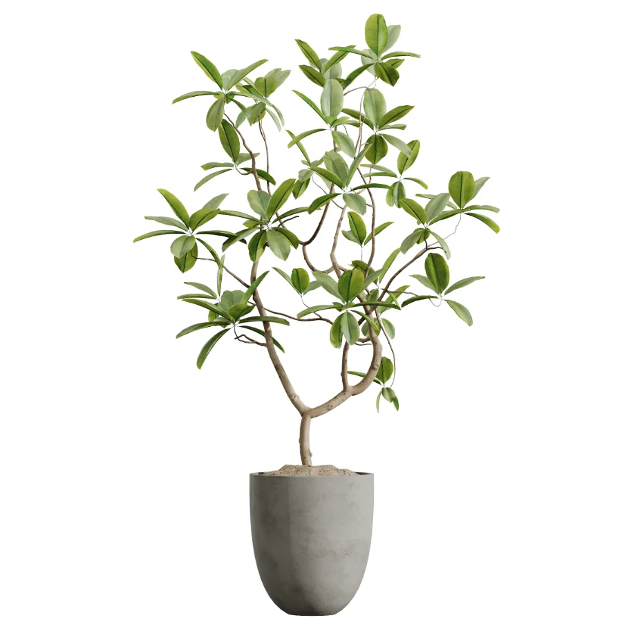 AV Indoor Plants Set 612 Ficus Aspidistra Palm Orange Calamondin Tree Image 2