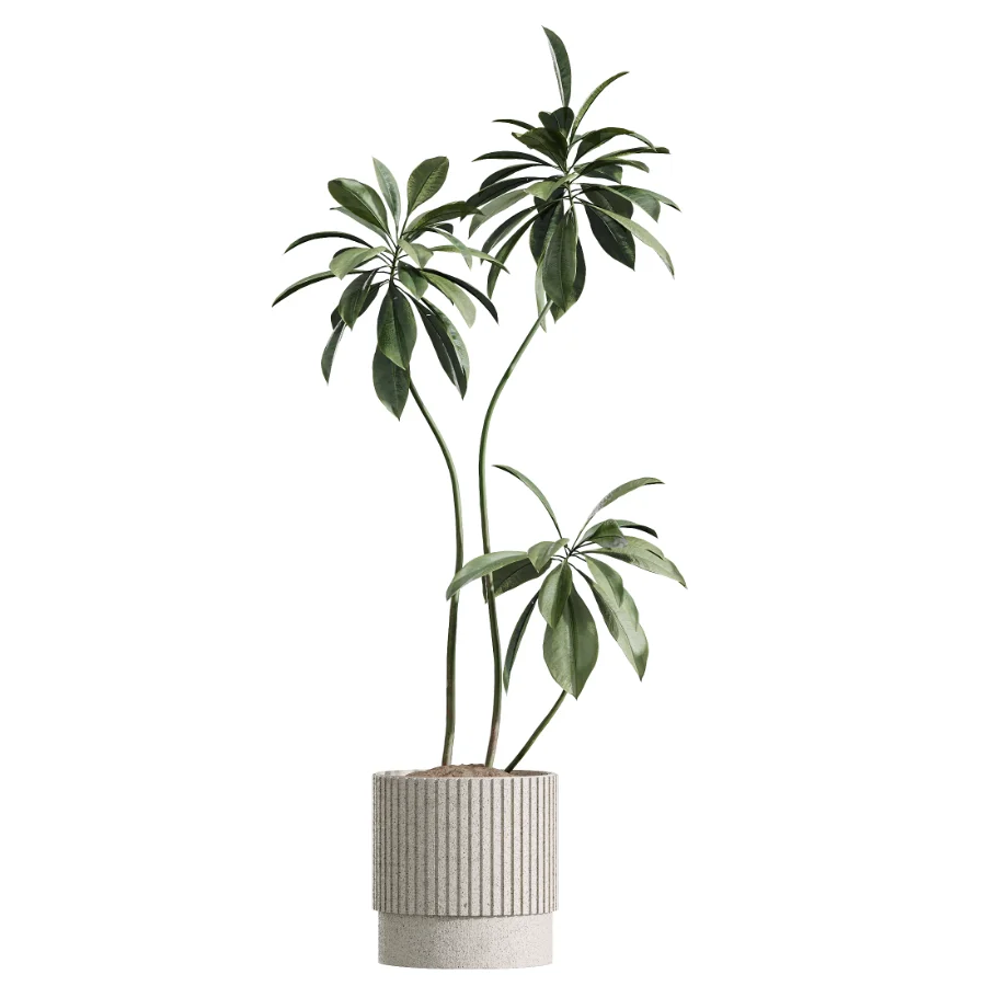 AV Indoor Plants Set 617 Orange Calamondin Tree Spineless Yucca and African Fig Ruffled Fan Palm Image 2