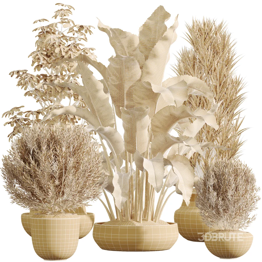 AV Indoor Plants Set 606 Bird Of Paradise Yucca Olive Schefflera Arboricola Image 7