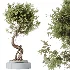 AV Indoor Plants Set 619 Elegant Monstera and Ficus Microcarpa Bonsai and Ficus Cyathistipula and Cat Reed Palm - Thumbnail 7