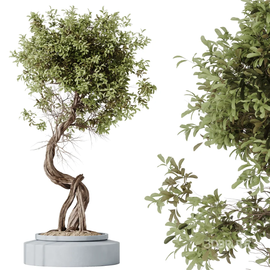AV Indoor Plants Set 619 Elegant Monstera and Ficus Microcarpa Bonsai and Ficus Cyathistipula and Cat Reed Palm Image 7